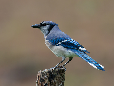 A single blue jay perched on a tree branch.