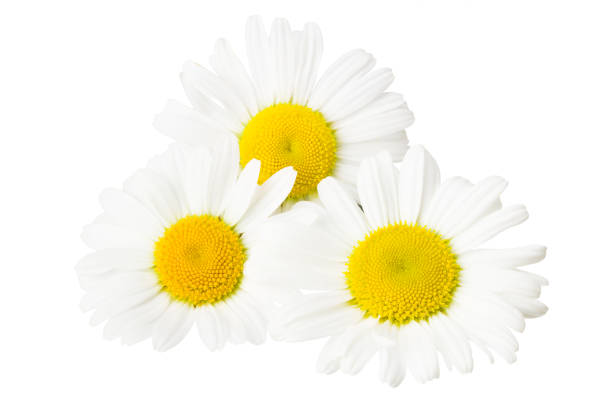 istock chamomile isolated on a white background. daisy flower. 1255930798