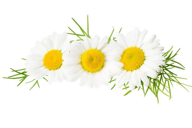 chamomile with green leaves isolated on a white background. daisy flower.