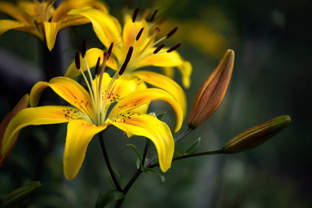 istock Yellow lily color attracts insects.Lily, close-up. 1255931943