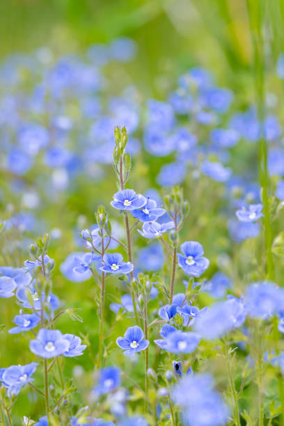 olvídate de mí-no azul de flores silvestres fondo - vertical meadow mushroom vegetable fotografías e imágenes de stock