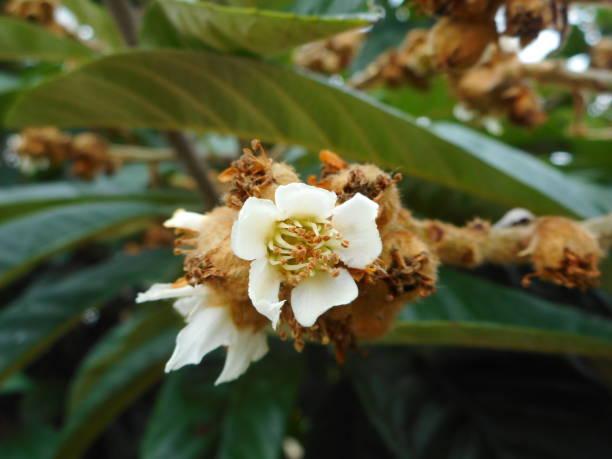 istock flower beespera - eriobotrya japonica 1255932719