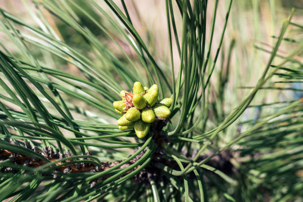 beautiful green pine tree branch with buds among green needles on a sunny day. macro of a coniferous evergreen tree. blurred background. selective focus. closeup view - growth new evergreen tree pine tree imagens e fotografias de stock