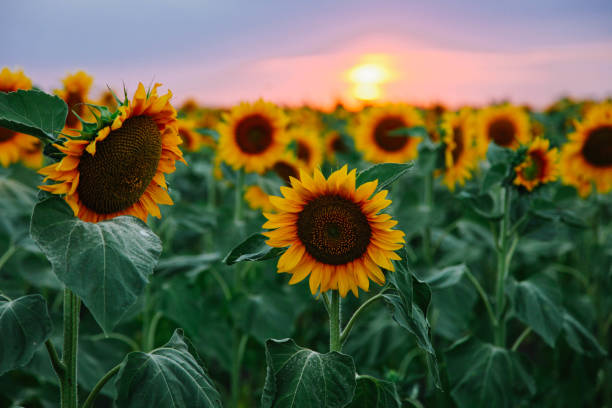 istock Field of young orange sunflowers 1255934682