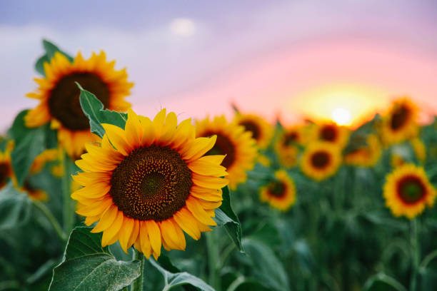 Field of young orange sunflowers Field of young orange sunflowers on a sunset background. flower head stock pictures, royalty-free photos & images