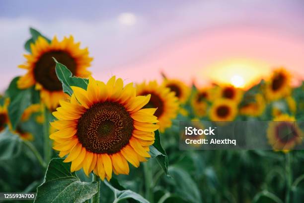 Field Of Young Orange Sunflowers Stock Photo - Download Image Now - Summer, Sunflower, Flower