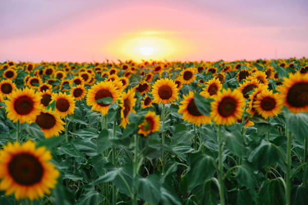 istock Field of young orange sunflowers 1255934701