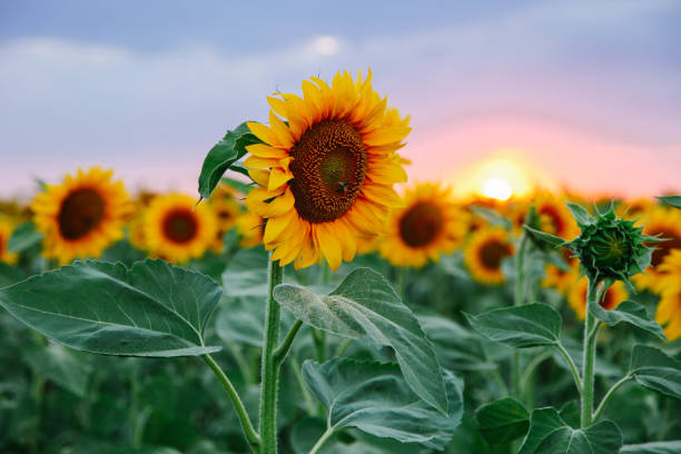 istock Field of young orange sunflowers 1255934703
