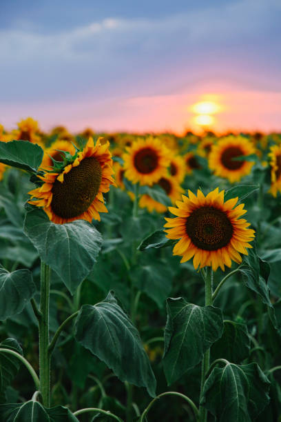 istock Field of young orange sunflowers 1255934708