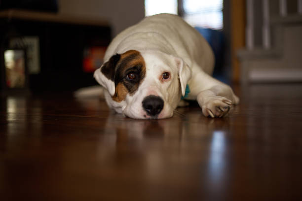 istock Dog laying on wood floor waiting 1255935583