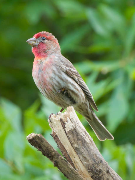 istock Male House Finch 1255935604