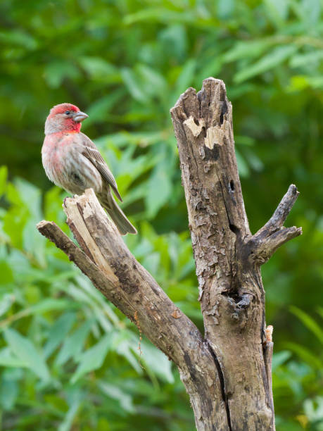 istock Male House Finch 1255935652