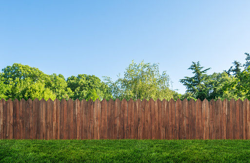 tree in garden and wooden backyard fence with grass