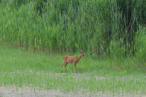 istock A roe deer mom and her young are jumping in a swamp by a pond 1255936222