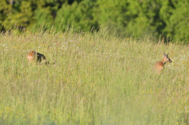 istock Two deer roe graze in a meadow in tall grass in summer 1255936873