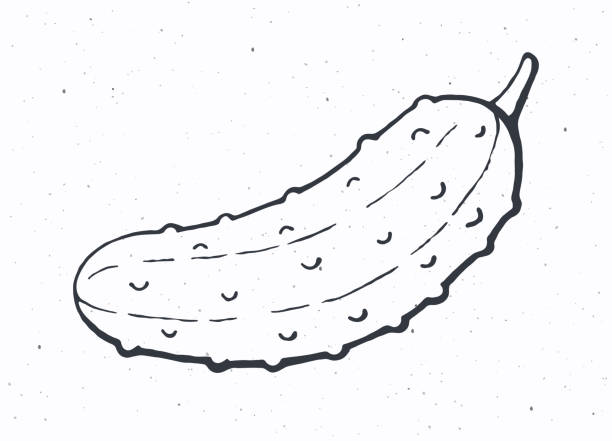 ilustrações, clipart, desenhos animados e ícones de pepino ou picles com uma haste. comida vegetariana saudável. ingrediente para salada vegetal. - white background healthy eating meal salad