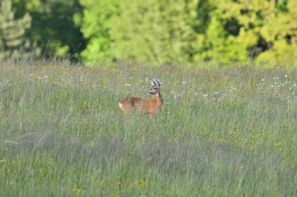 istock Two deer roe graze in a meadow in tall grass in summer 1255937089