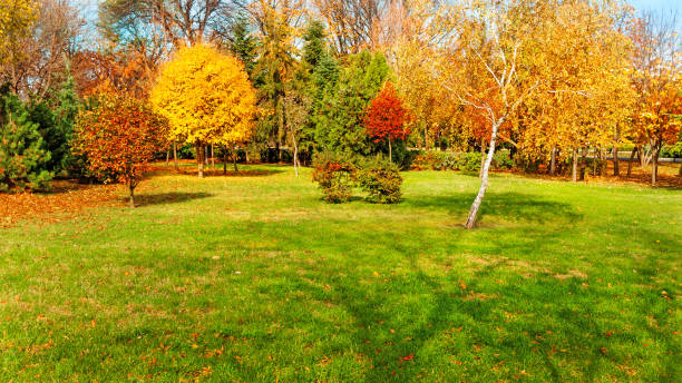 autumn trees at backyard and garden stock photo