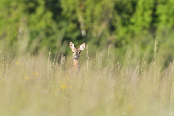 istock Two deer roe graze in a meadow in tall grass in summer 1255937252