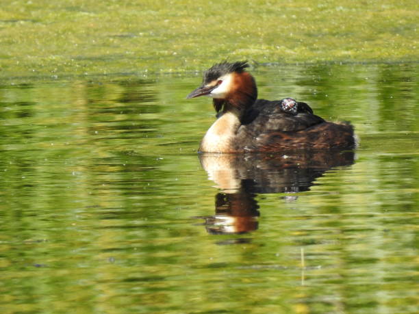 istock Close-up side view of Great Crested Grebe facing left with a young chick on it's back 1255937380
