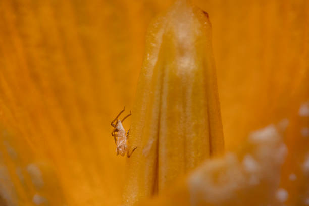 istock flower pistil ultra macro close up background texture 1255937471