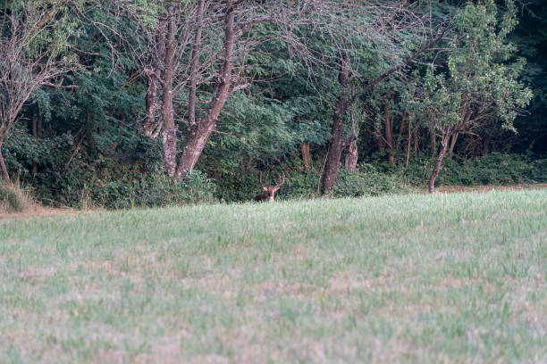 istock male Fallow deer on green forest background 1255937774