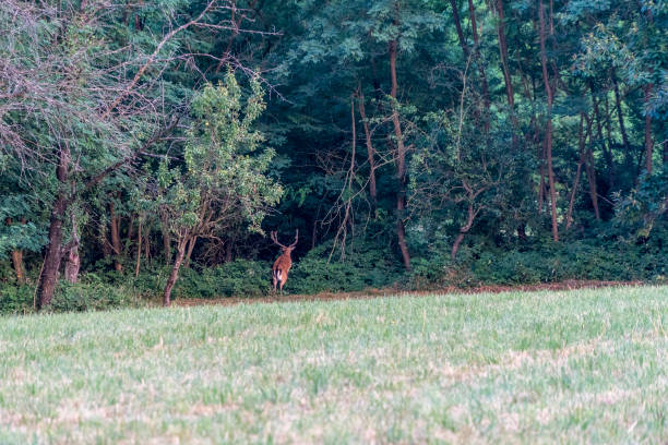 istock male Fallow deer on green forest background 1255937797