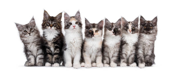 istock Seven Maine Coon kittens on white background 1255937798