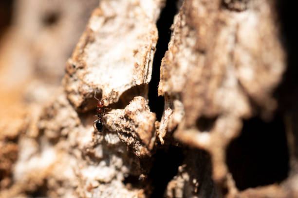 istock Red head ant honeypot Myrmecocystus close up macro 1255937831