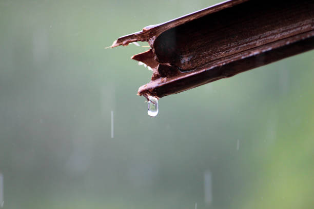 istock WATER DROPS FROM THE WOODS IN FLAT BACKGROUND 1255938538