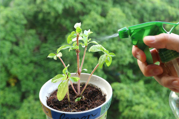 istock Male's Hand Watering a Small Potted Plant at the Kitchen Window-side 1255939916