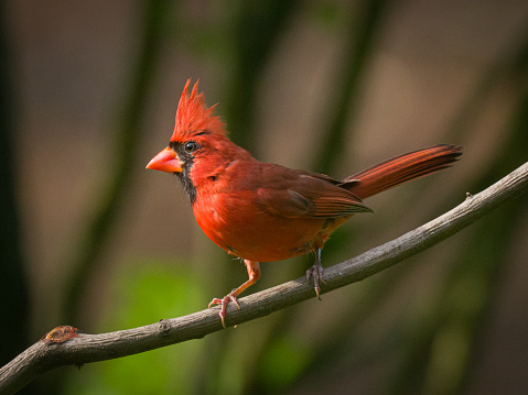 A molting Northern cardinal on a perch