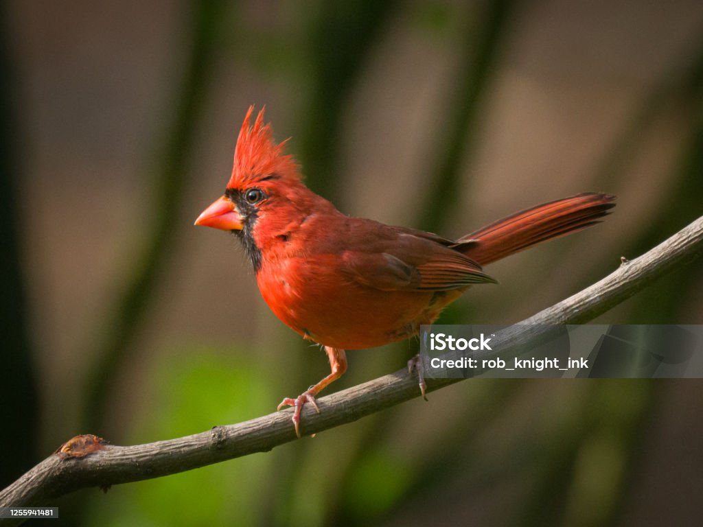 Male Northern Cardinal on a branch A red male northern ardinal perched on a branch Cardinal - Bird Stock Photo