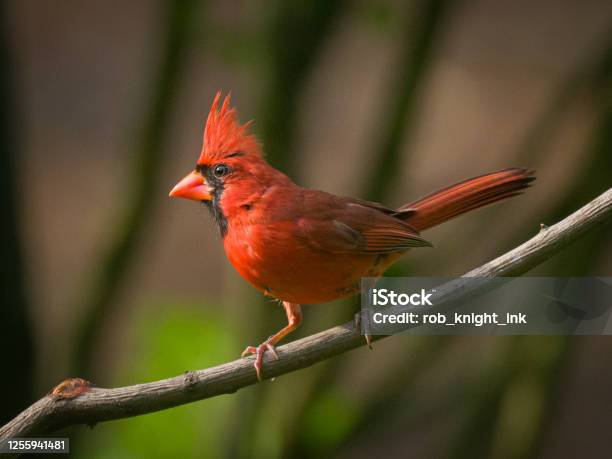 Male Northern Cardinal On A Branch Stock Photo - Download Image Now - Cardinal - Bird, Bird, Yard - Grounds