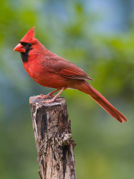 Male Northern Cardinal on a branch A red male northern ardinal perched on a branch northern cardinal photos stock pictures, royalty-free photos & images