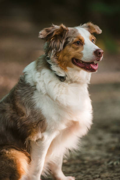 istock Australian Shepherd Puppy Sitting in Forest 1255941852