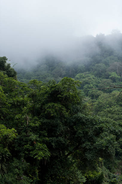 istock Jungle in Equatorial Guinea on Bioko Island 1255942732