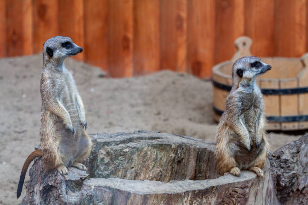 istock Alert meerkat Suricata suricatta standing on guard 1255942766