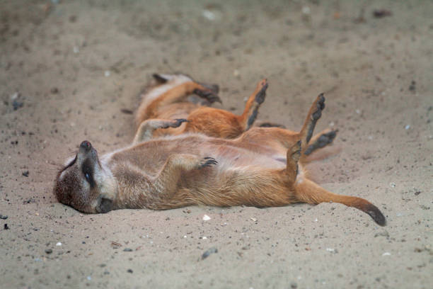 Lying meerkat