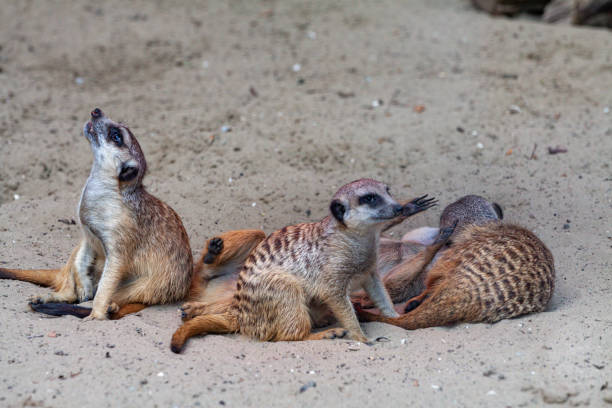 istock Alert meerkat Suricata suricatta standing on guard 1255942898