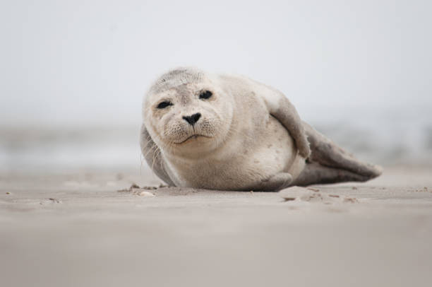North Sea Seal lying on Beach on German Island A baby north sea seal lying on the beach of the island of Amrum in the north sea of Germany seal pup stock pictures, royalty-free photos & images