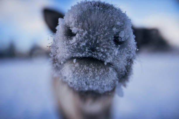 A domestic reindeer in the Antarctic looking at the camera