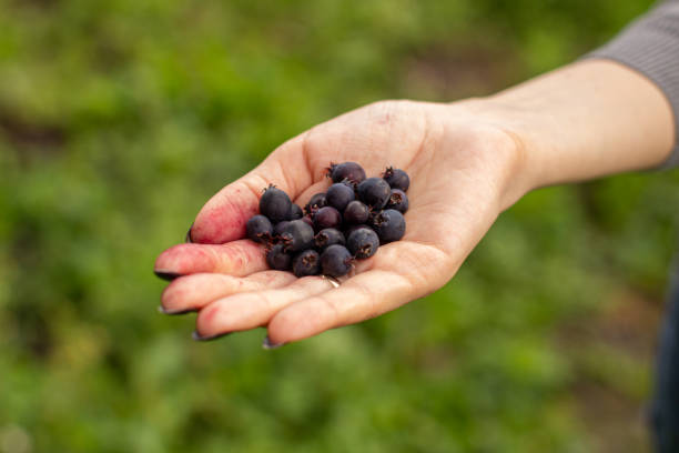 istock Blue berry Jurga in a woman's hand. Berry harvest 1255943115