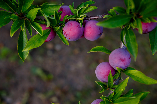 plum with growing on a tree with green leaves on a brown background on a farm