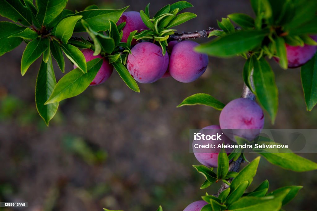 plum with growing on a tree on a farm plum with growing on a tree with green leaves on a brown background on a farm Plum Stock Photo