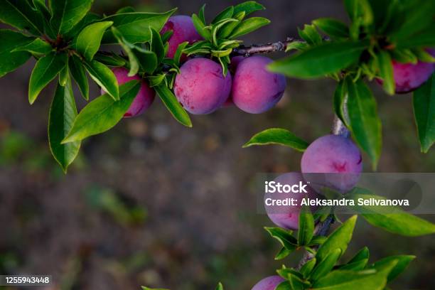 Plum With Growing On A Tree On A Farm Stock Photo - Download Image Now - Plum, Plum Tree, Fruit