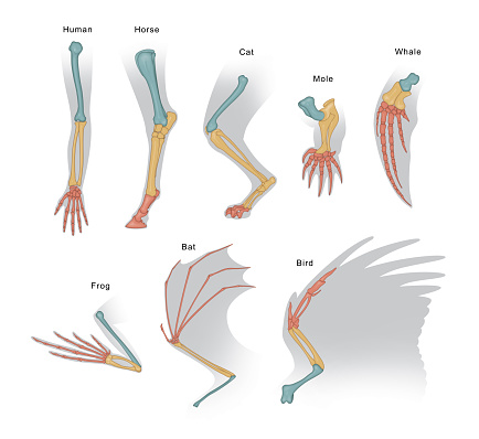 For example, an anatomical analysis of the forelimb of the mammals suggests that they are homologous structures