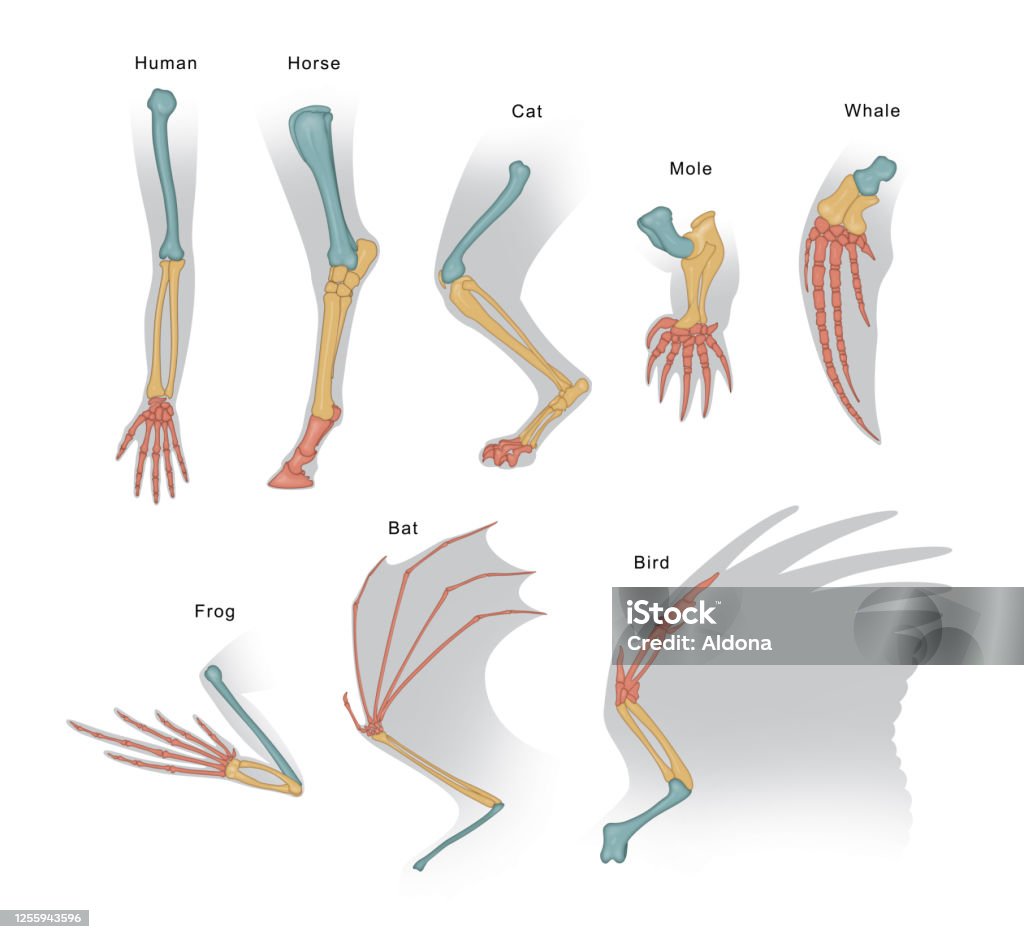 Structure Forelimb Of Mammals For example, an anatomical analysis of the forelimb of the mammals suggests that they are homologous structures Physical Structure stock illustration