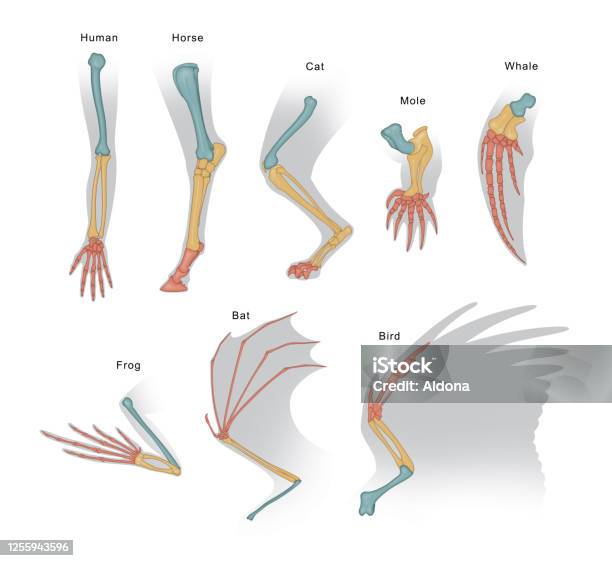 Structure Forelimb Of Mammals Stock Illustration - Download Image Now - Physical Structure, Development, Evolution