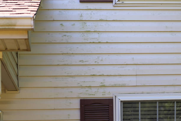 изображение зеленой формы на виниловом сайдинге на внешней стороне жилого дома - зелёная плесень стоковые фото и изображения